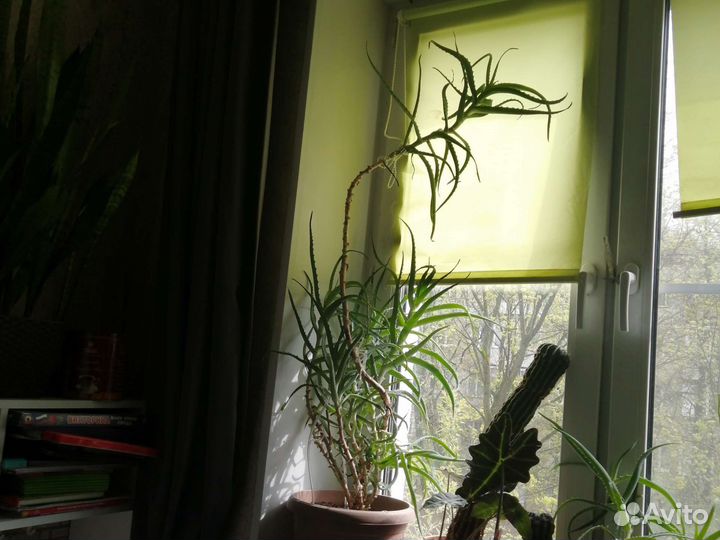 Алоэ алое 4 года