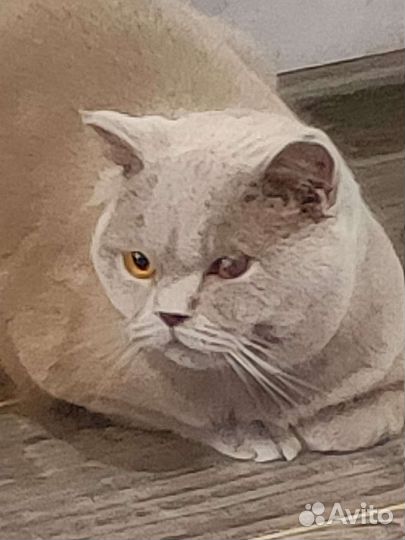 Британские котята