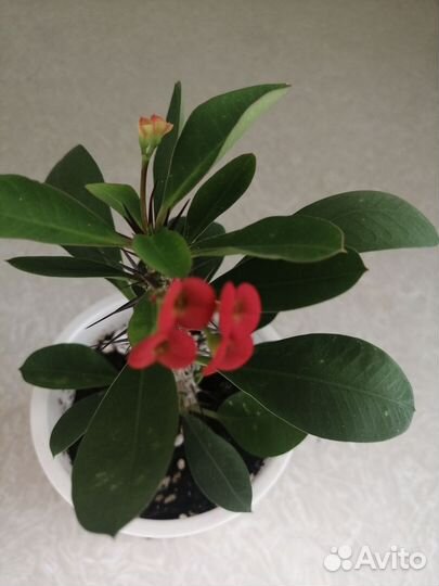 Молочай миля