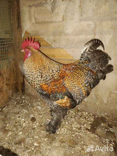 Продам петухов китайские шелковые