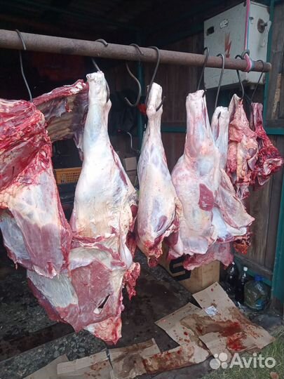 Мясо говядина,телятина, парное с доставкой Халяль