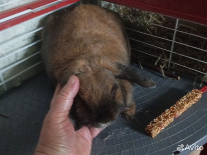 Декоративный кролик вислоухий баран бесплатно