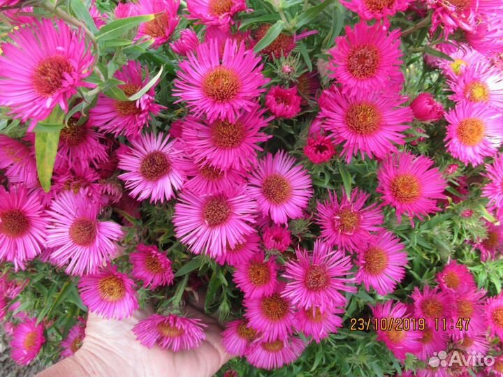 Многолетники садовые