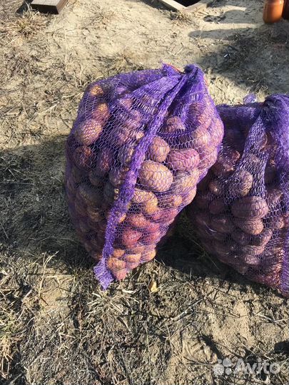 Продам картофель домашний