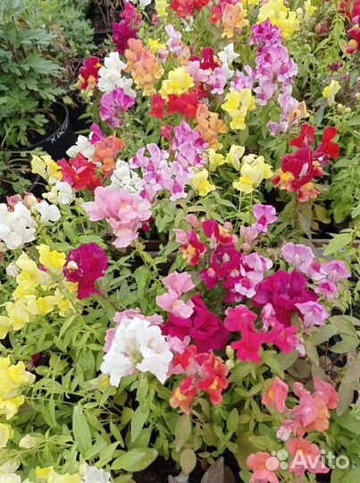 Цветы петунии рассада