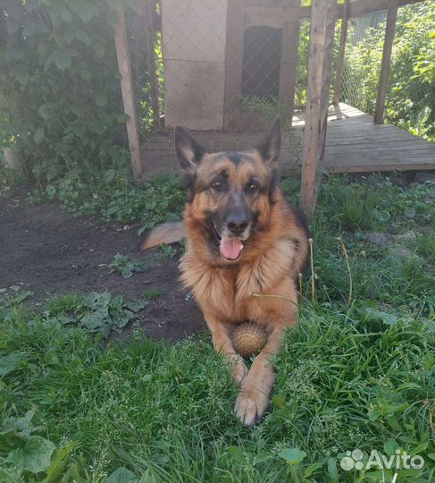 Немецкая овчарка мальчик,ищем девочку для случки