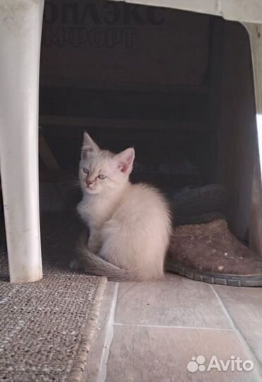 Котёнок в дар