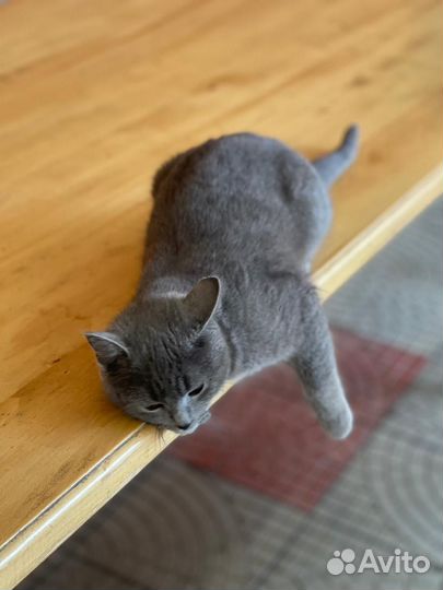 Британская