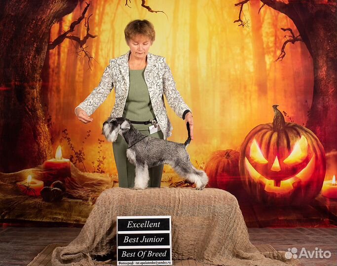 Цвергшнауцер щенок