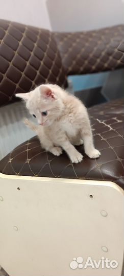 Отдам котенка