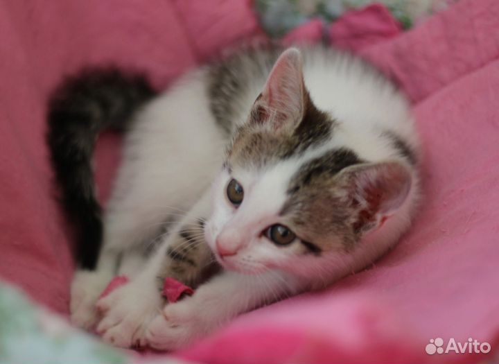 Котенок красивый мальчик
