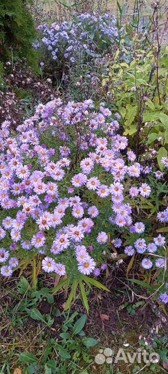 Цветы октябринки