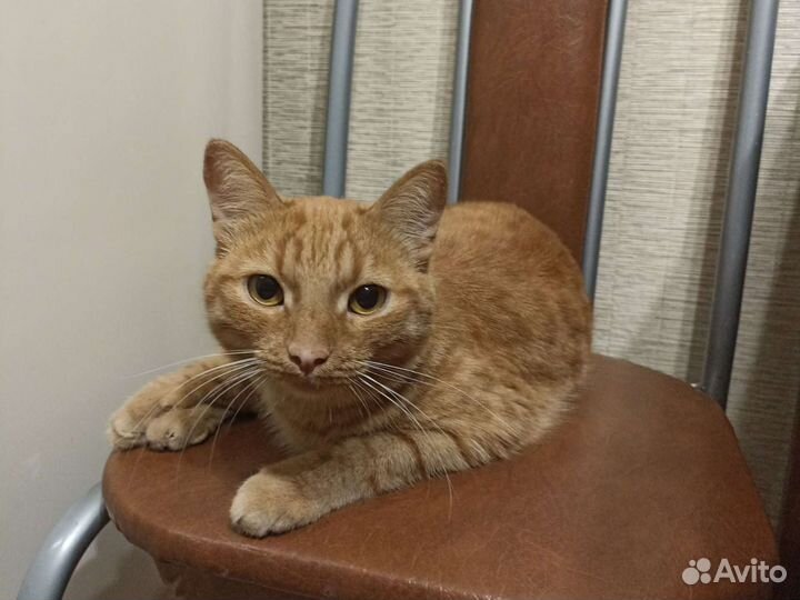 Кот в добрые руки