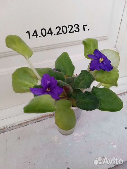 Масса комнатных растений