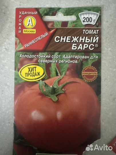 Рассада помидор