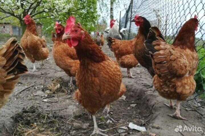 Курочки несушки с доставкой