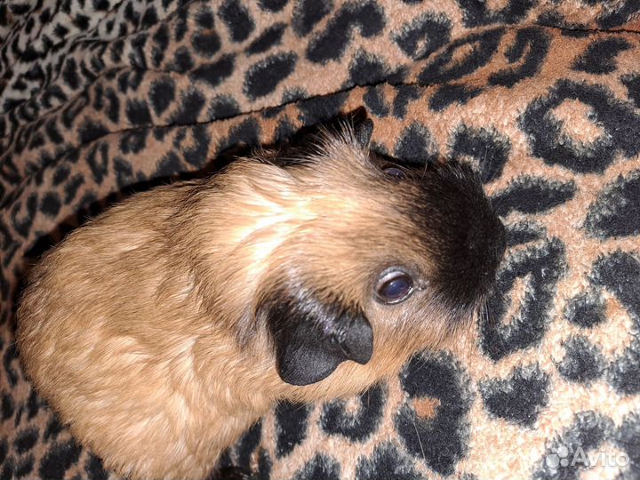 Морская свинка с клеткой