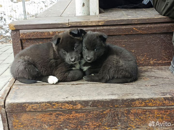 Щенок лайки в добрые руки