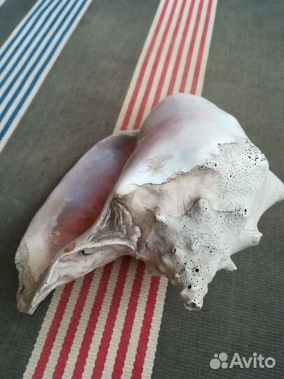 Ракушка морская большая