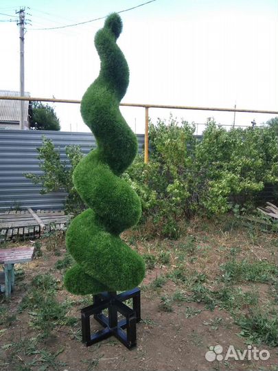 Туя спиралевидная