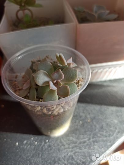 Эхеверия, крестовник Роули, Крассула Вариегатная