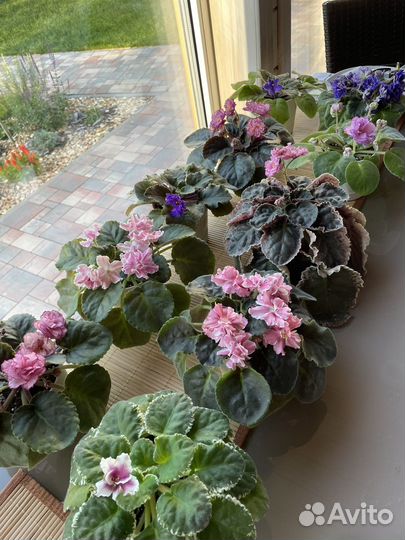 Листики фиалок