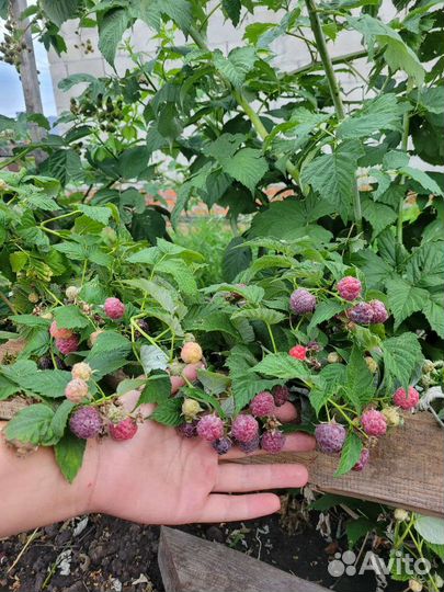 Малина Глен Кое