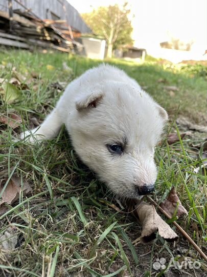 Щенки сибирской хаски