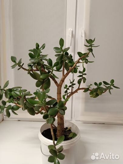 Толстянка (денежное дерево )