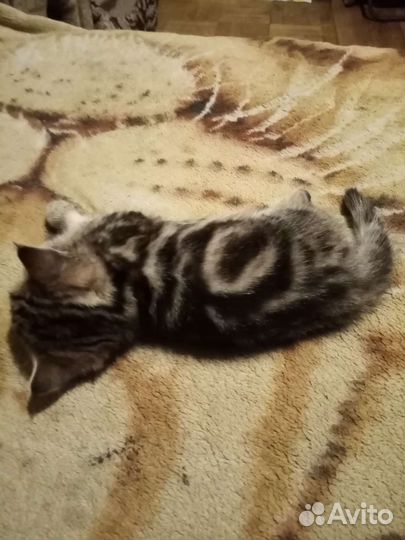 Шотландская кошка