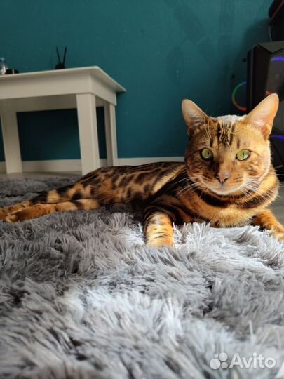 Бенгальский кот на вязку