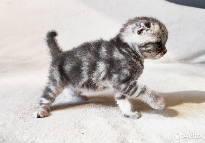 Шотладские котята
