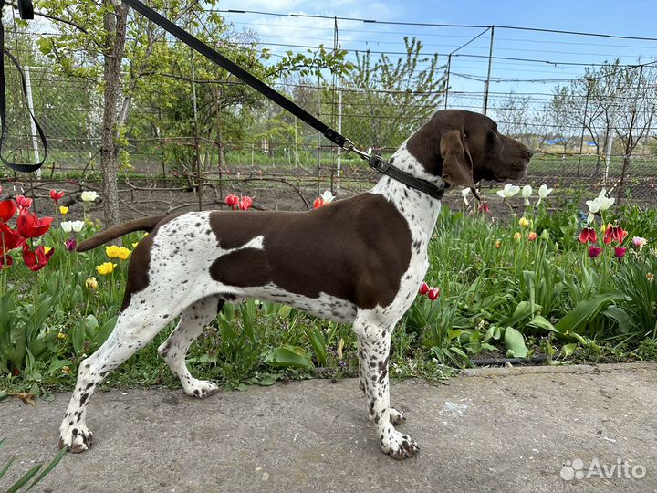 Кобель курцхаар вязка