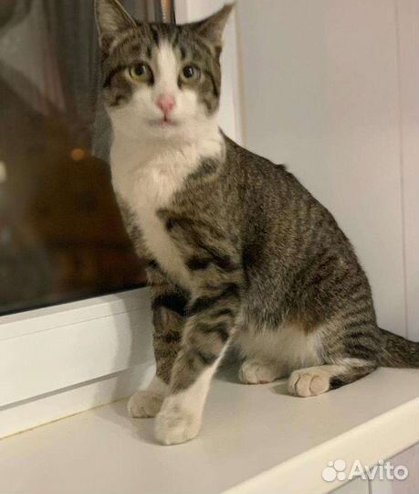 Кот Василий ищет дом