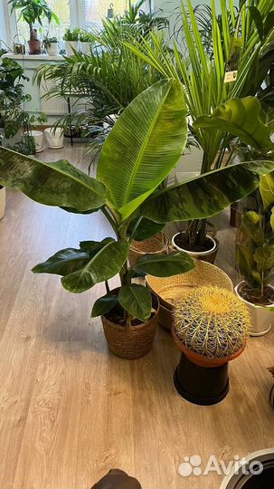 Банан, плодоносящий, подарок