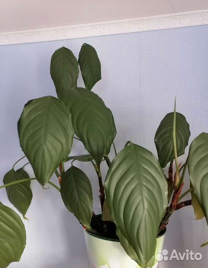 Комнатные растения