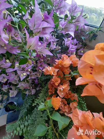 Продам бугенвиллию