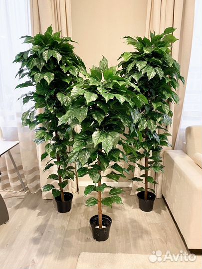 Искуственные растения в наличии и под заказ