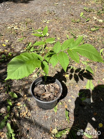 Саженцы ореха маньчжурского