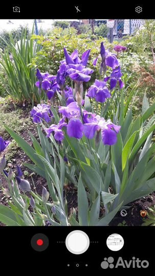 Ирис бородатый крупноцветковый