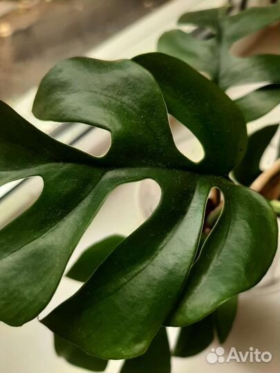 Монстера рафидофора