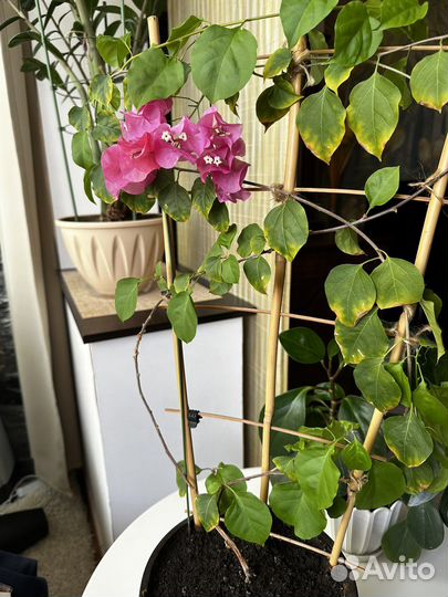 Бугенвиллия