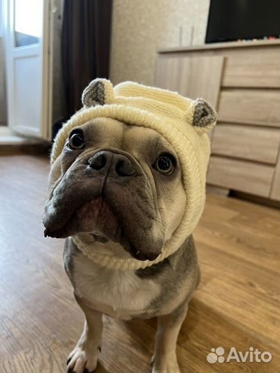 Французский бульдог
