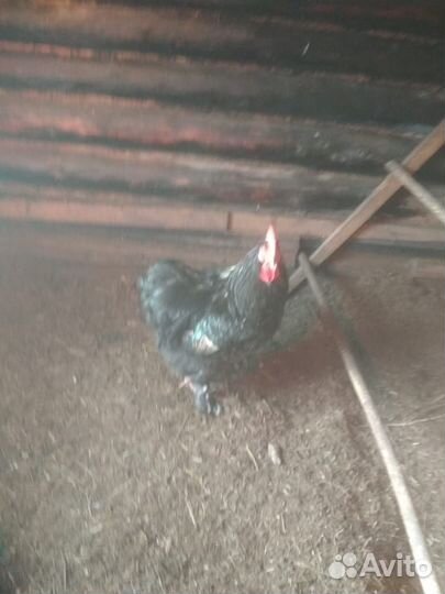 Продам петуха мясной породы (Вьетнамец)