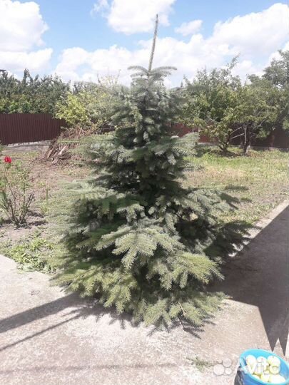 Ель голубая