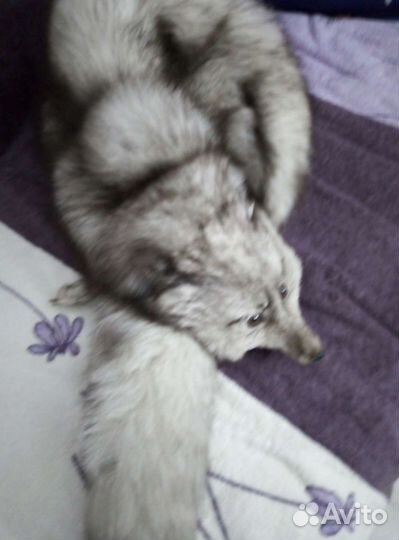 Воротник песец