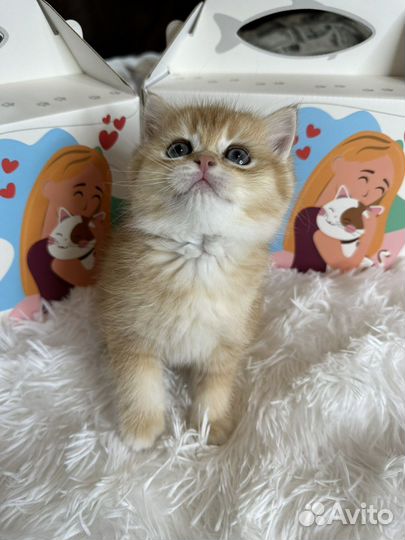 Британская золотая шиншилла шоу класса