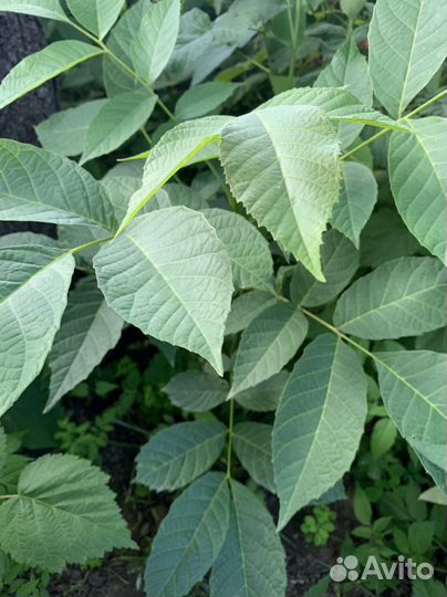 Грецкий орех