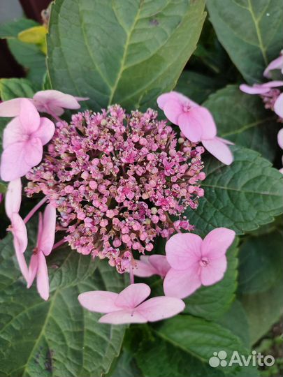 Гортензия крупнолистная