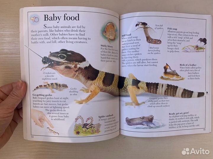 Английский для детей